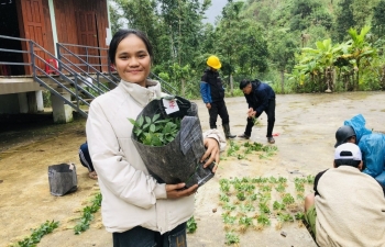 Nam Trà My trao hơn 16.600 cây sâm Ngọc Linh giống cho hộ nghèo