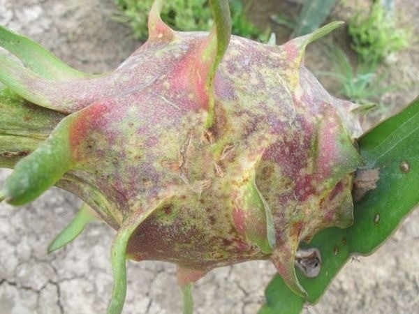 Giải pháp BIO-FTN: giảm bệnh nâu, nâng sức đề kháng cho thanh long