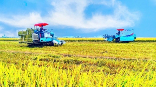 Trồng lúa chất lượng cao giúp nông dân tăng thu nhập