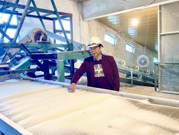 Đẩy mạnh liên kết phát triển vùng nguyên liệu mía bền vững