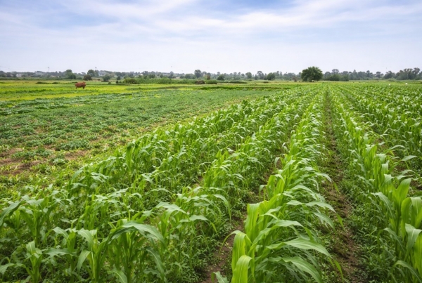 Khai thác hiệu quả lợi thế vụ đông