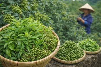 Lá xuyên tiêu “mỏ vàng” mới khiến nông dân chỉ cần hái lá cũng có tiền