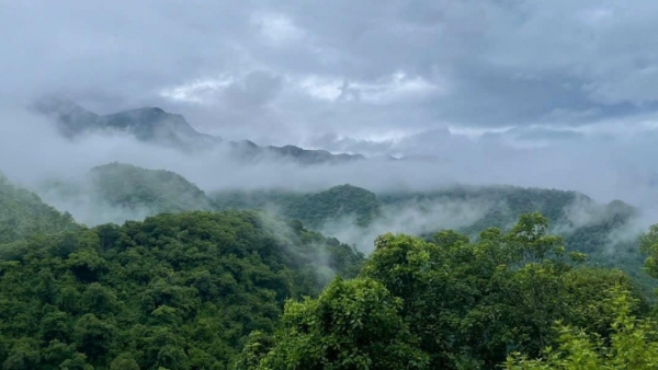 Nghệ An đẩy mạnh phát triển lâm nghiệp bền vững giai đoạn 2026-2030