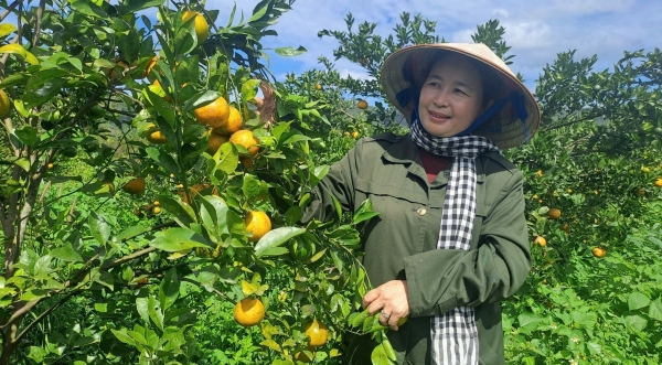 HTX Nông-Lâm nghiệp hữu cơ Quảng Phú: Hành trình hữu cơ trên vùng đá núi lửa