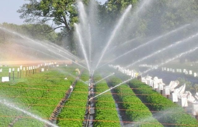 Công nghệ tưới tiết kiệm nước giải phóng sức lao động