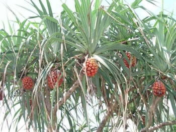 Từ gốc đến quả đều có tác dụng – dứa dại được ví như “thảo dược ven bờ