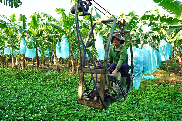 Cây chuối trước cơ hội tỷ USD và bài toán kiểm soát dịch bệnh