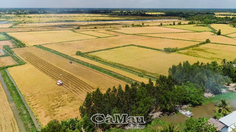 Lúa - tôm: Hướng đi bền vững cho nông nghiệp sinh thái