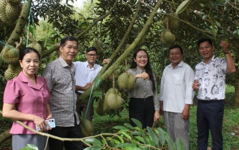 Sầu riêng Đắk Lắk, từ "hào quang tỷ đô" đến bài toán chuyên nghiệp hóa ngành hàng