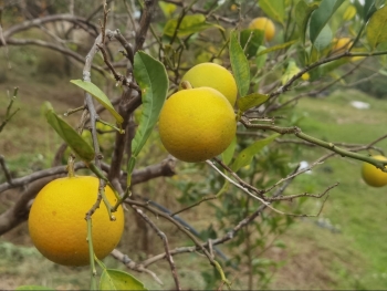 Độc đáo mô hình trồng cam hữu cơ, kết hợp với du lịch trải nghiệm