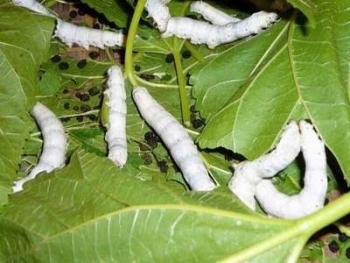 Cây gai - con tằm: Nông nghiệp giữa an yên và canh bạc mùa vụ