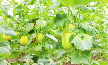 Bắc Ninh ban hành chính sách mới hỗ trợ phát triển nông nghiệp, nông thôn giai đoạn 2026 – 2030