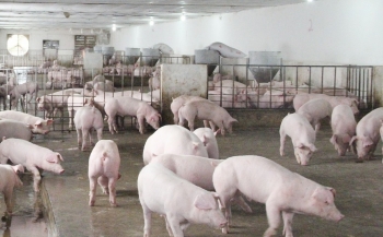 Bắc Ninh siết chặt quản lý hoạt động giết mổ, bảo đảm an toàn thực phẩm dịp Tết Nguyên đán 2026