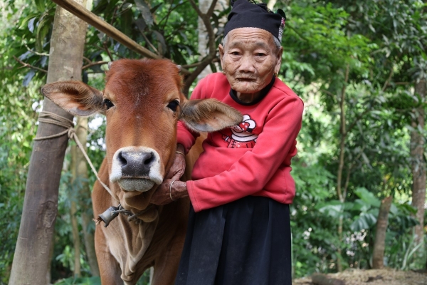 Hỗ trợ bò giống giúp nông dân từng bước thoát nghèo