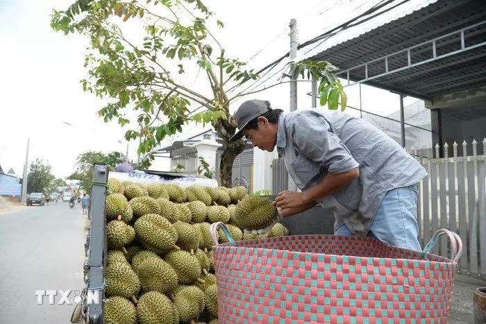 Đồng Tháp phát triển nông nghiệp công nghệ cao, bền vững