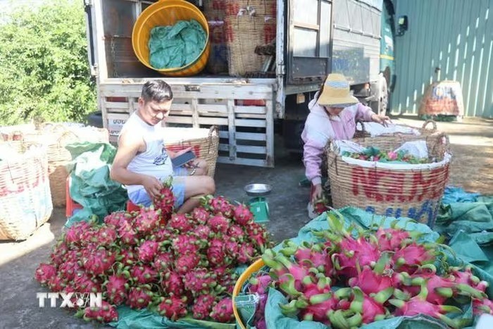 Đồng Tháp phát triển nông nghiệp công nghệ cao, bền vững