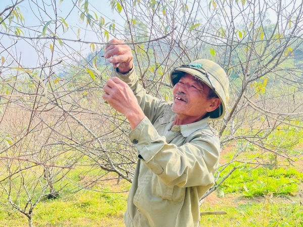 Hà Tĩnh: Người trồng đào kỳ vọng hoa nở đúng dịp Tết Nguyên đán