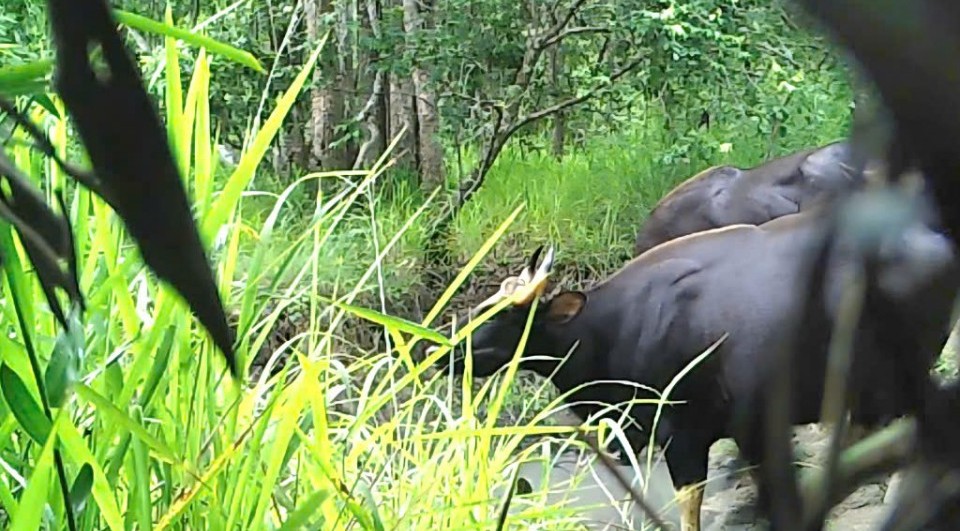 Tăng cường quản lý, bảo tồn loài nguy cấp, quý, hiếm và thực thi Công ước CITES