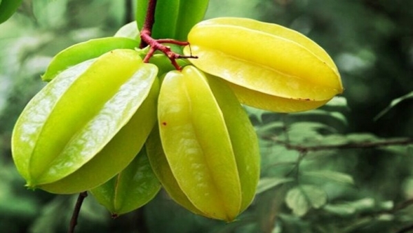 Vì sao ăn quả khế có lợi cho sức khỏe?