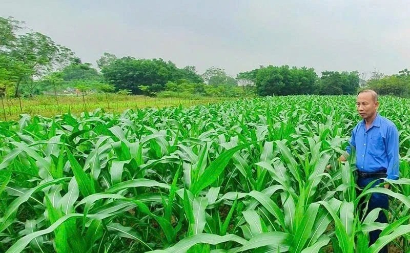 Ngô lai QT55 - “trái ngọt” từ ứng dụng khoa học công nghệ