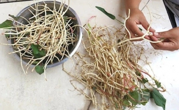 Đừng chỉ ăn lá, rễ loại cây này quý như "nhân sâm người nghèo", ở quê mọc đầy vườn