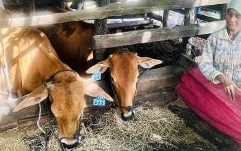 Quyết liệt các giải pháp "vượt rét" bảo vệ đàn vật nuôi