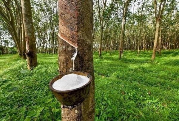 Lâm Đồng yêu cầu ngừng khai thác mủ cao su niên vụ 2025, tăng cường chăm sóc sau thu hoạch