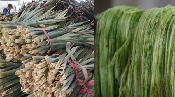 Thu mua lá khóm ép sợi: Nông dân Hỏa Lựu tăng thêm thu nhập, giảm ô nhiễm môi trường