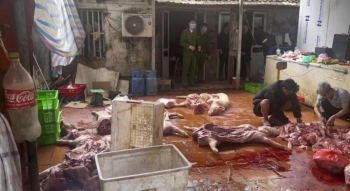 Hưng Yên: Khởi tố đường dây chuyên thu mua, tiêu thụ hàng tấn thịt lợn mắc dịch tả Châu Phi ra thị trường