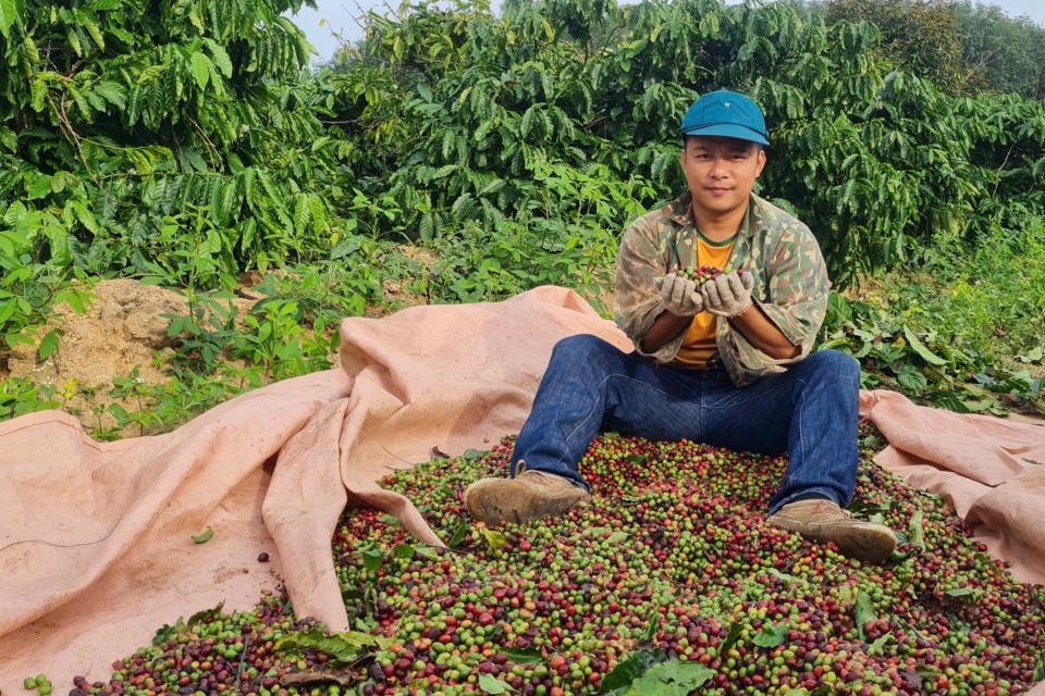 Nông nghiệp Đắk Lắk "vươn mình" khẳng định vị thế "trụ cột" vững chắc