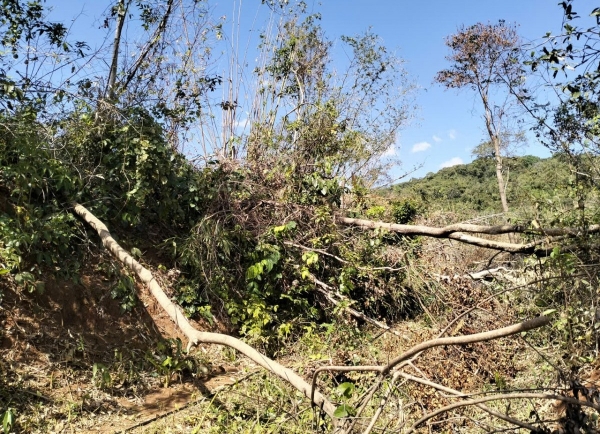 Khẩn trương báo cáo nguyên nhân, thời điểm và diện tích rừng bị suy giảm