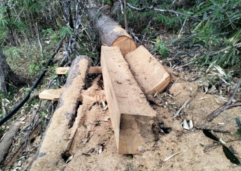 Lâm Đồng: Chỉ đạo khẩn trương rà soát, xác định nguyên nhân, thời điểm diện tích rừng bị giảm