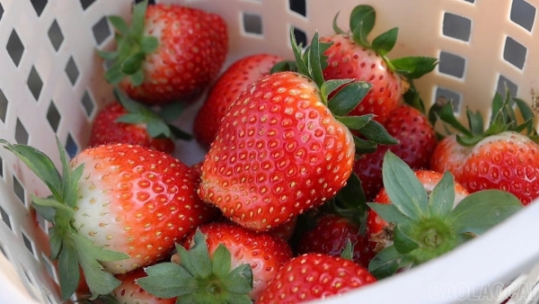 Nông dân Văn Chấn chủ động chuyển đổi cây trồng, nâng cao giá trị sản xuất