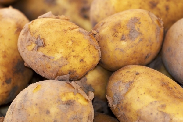 Tiêu thụ khoai tây ở Đông Nam Á tăng mạnh sau 1 thập kỷ