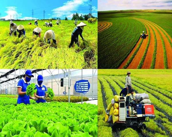 Vai trò của chính sách nâng tầm nông nghiệp hữu cơ Việt Nam