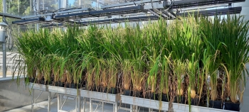 Trung Quốc phát triển giống lúa lai tự nhân bản, mở rộng tiềm năng sản lượng toàn cầu