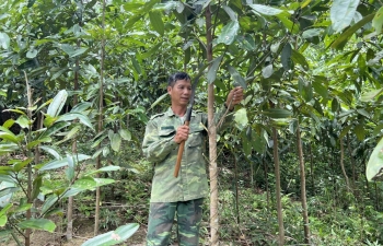 “Vàng xanh” hữu cơ giữa đại ngàn