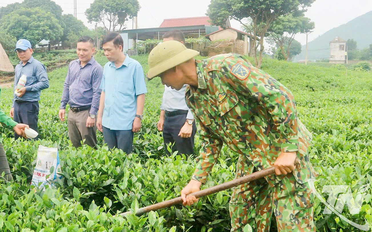 Mô hình sản xuất chè hữu cơ góp phần phát triển nông nghiệp sinh thái tại Thái Nguyên, với trên 125ha đạt tiêu chuẩn hữu cơ Việt Nam.