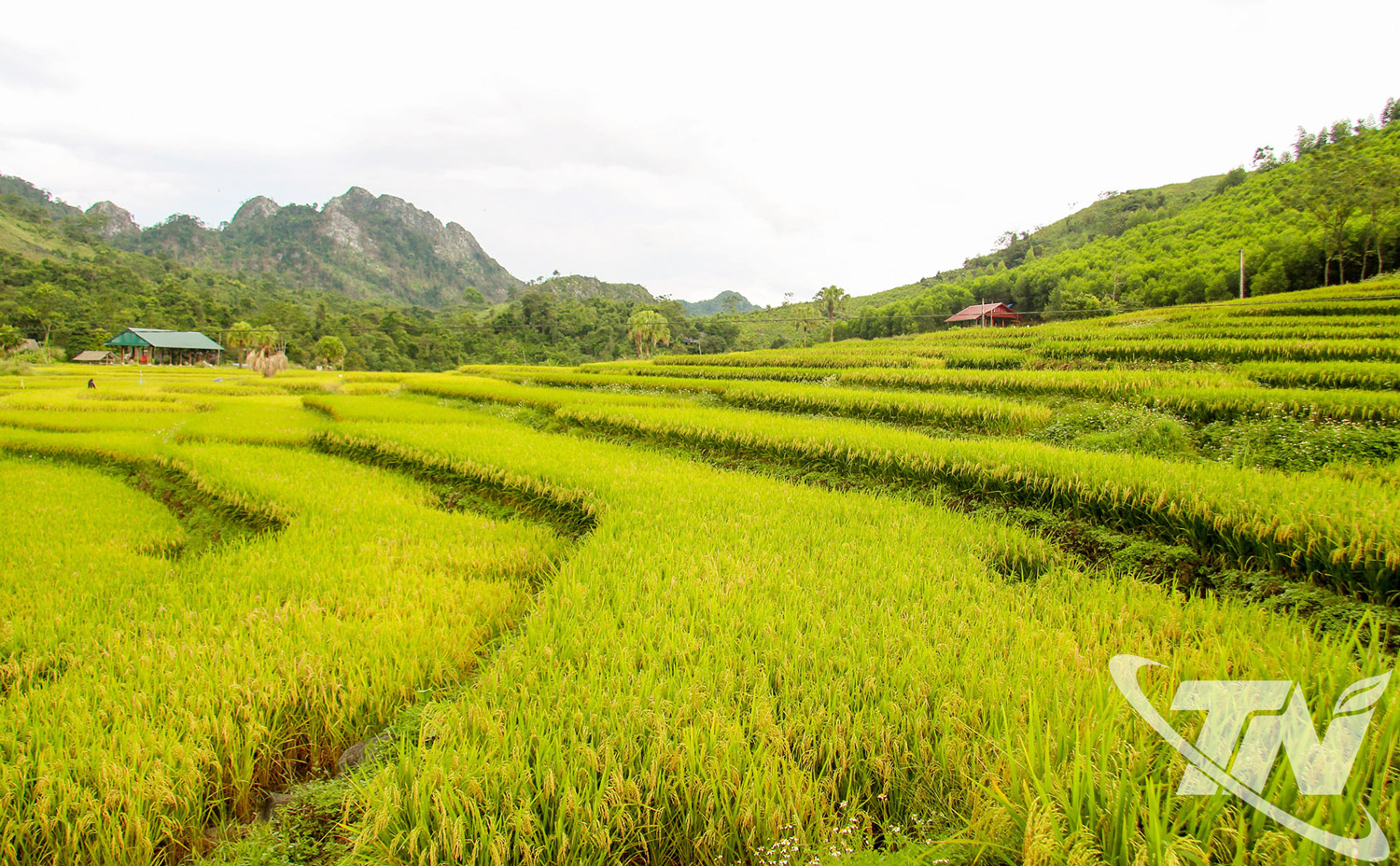 Canh tác nông nghiệp sinh thái có thể ứng dụng rộng rãi trong sản xuất lúa tại Thái Nguyên.