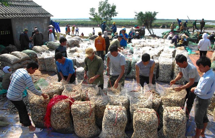 Nuôi ngao theo tiêu chuẩn quốc tế, tạo bứt phá cho kinh tế ven biển