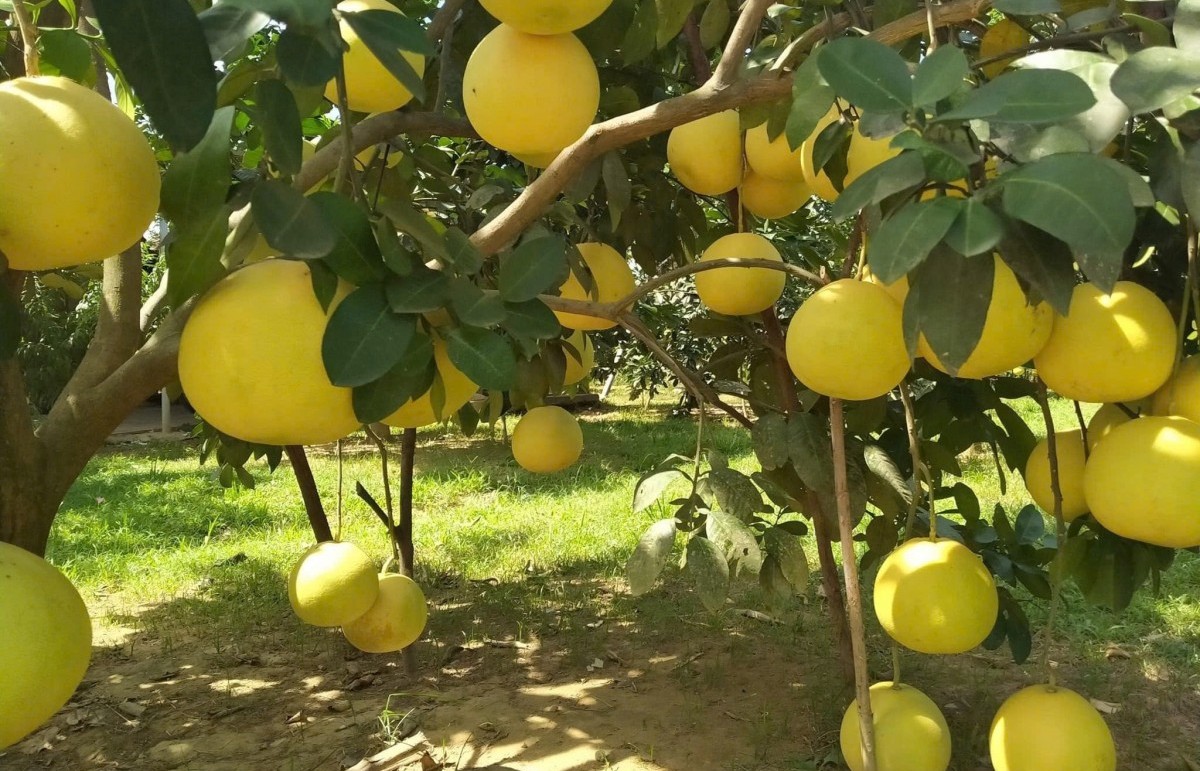 Khuyến nông Hà Tĩnh - "nhịp cầu" đưa nông nghiệp hữu cơ vào thực tiễn