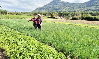 Nhân rộng mô hình rau sạch ở vùng cao