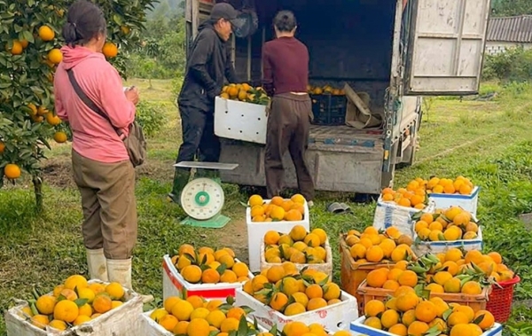 Nông sản Hà Tĩnh hối hả vào vụ Tết