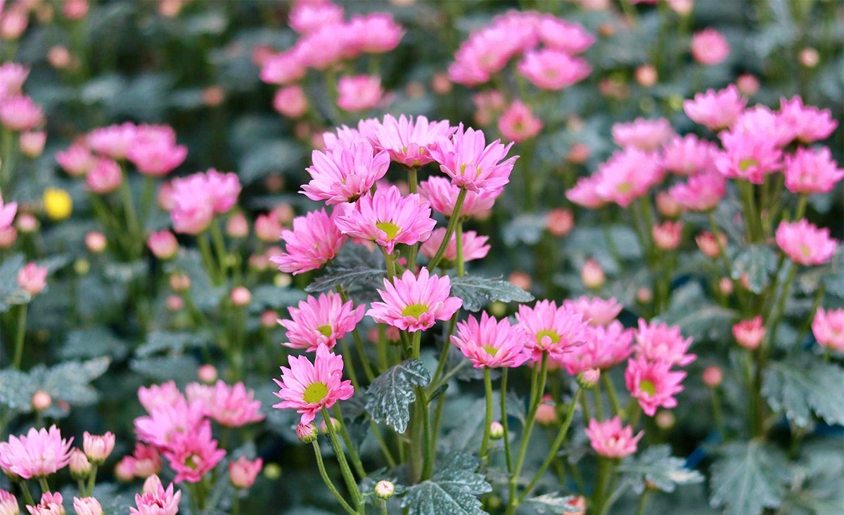 Hoa nở đúng vụ, nhà vườn "hái lộc" mùa Tết