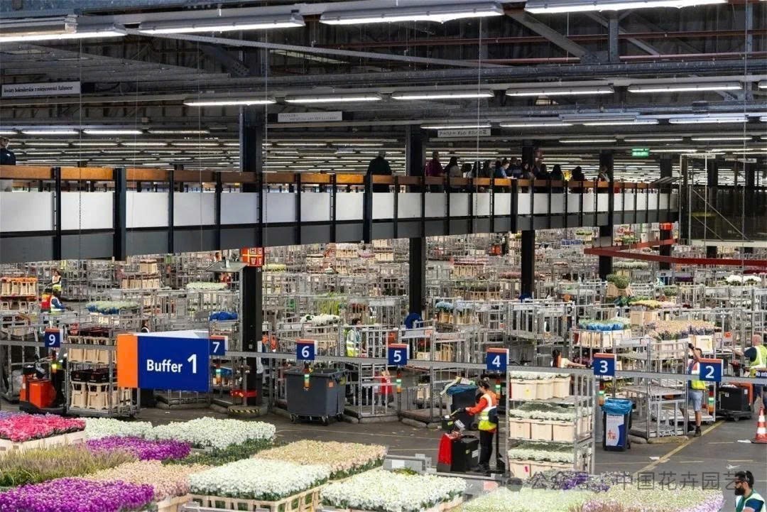 Sàn đấu giá hoa Hà Lan đạt doanh thu 2 tỷ Euro và khởi động triển lãm thương mại mùa xuân