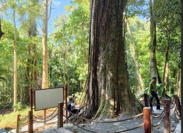 Đầu xuân khám phá “Thần mộc” 2.500 năm tuổi giữa đại ngàn Núi Voi