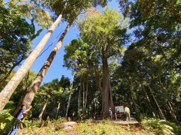 Tăng cường kiểm tra, giám sát khai thác rừng trồng tại Công ty lâm nghiệp Bảo Lâm