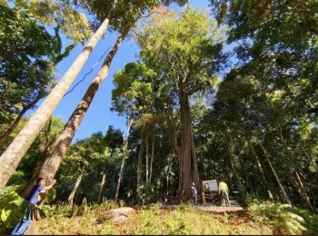 Lâm Đồng đề nghị khẩn trương công bố hiện trạng rừng năm 2025