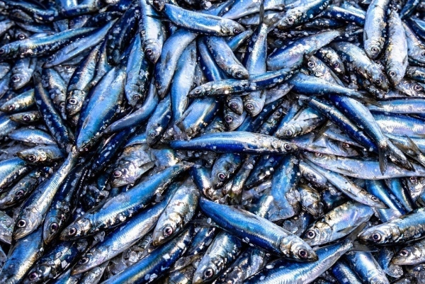 4 loại cá là "kho Omega-3" nên thêm vào bữa cơm hàng ngày