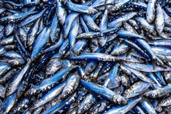 4 loại cá là "kho Omega-3" nên thêm vào bữa cơm hàng ngày